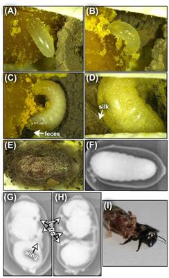 Effects of geographic origin and temperature on survival, development, and emergence of the managed pollinator Osmia lignaria